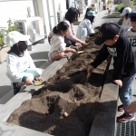 10.30チューリップ (3).JPG